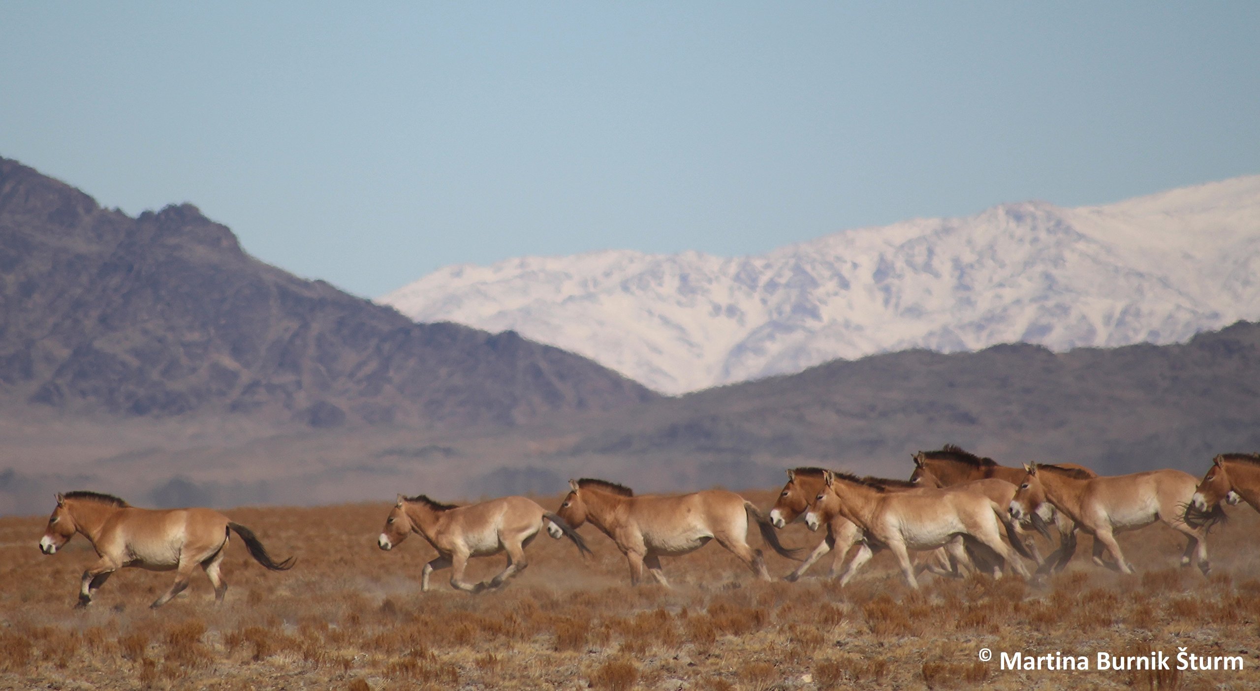 Photo of running Przewalski´s horses