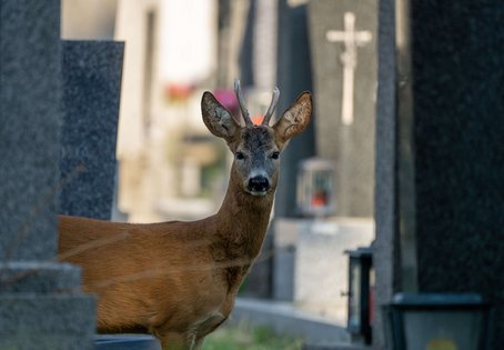 Rehbock (Capreolus capreolus)