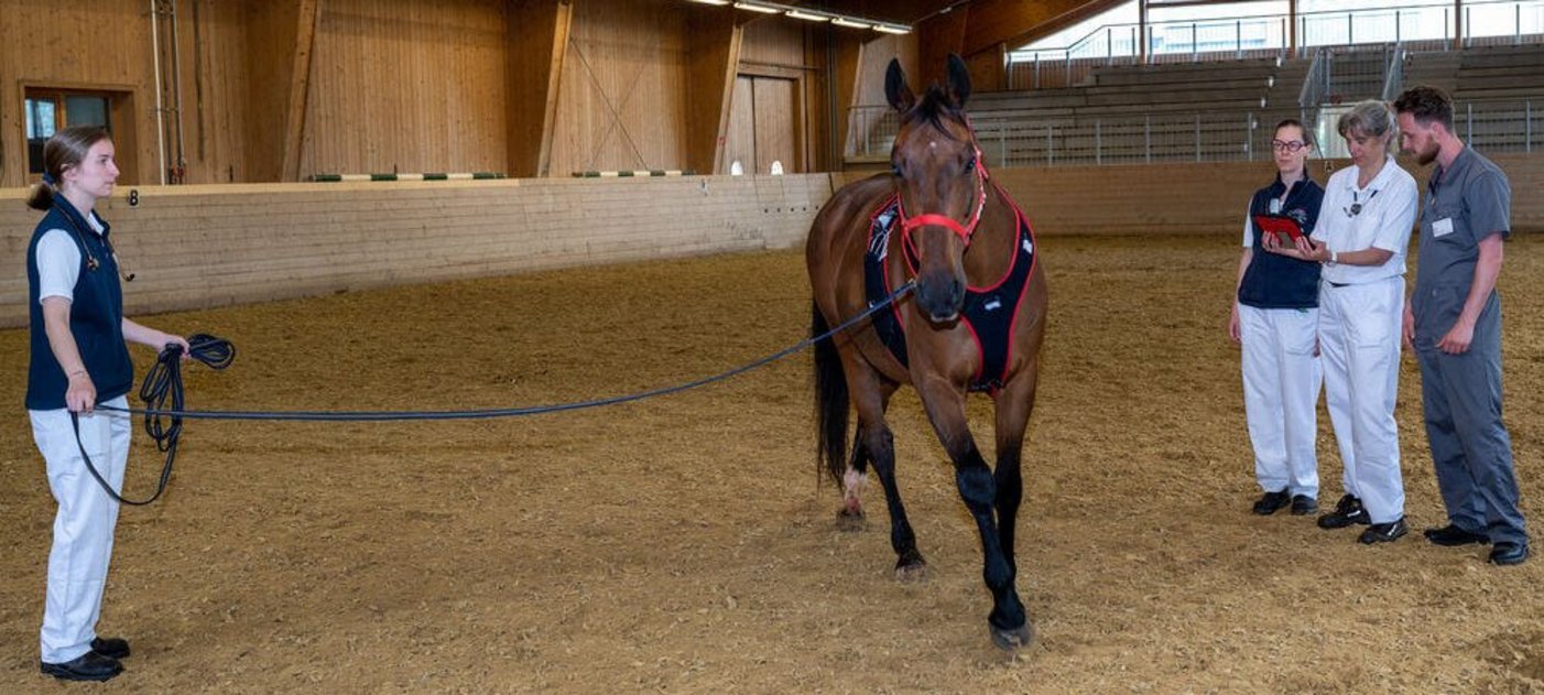 Pferd an der Longe beim EKG