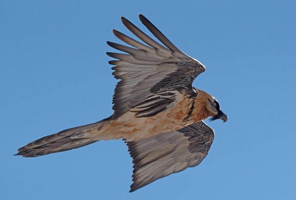 bearded vulture in flight against a blue sky