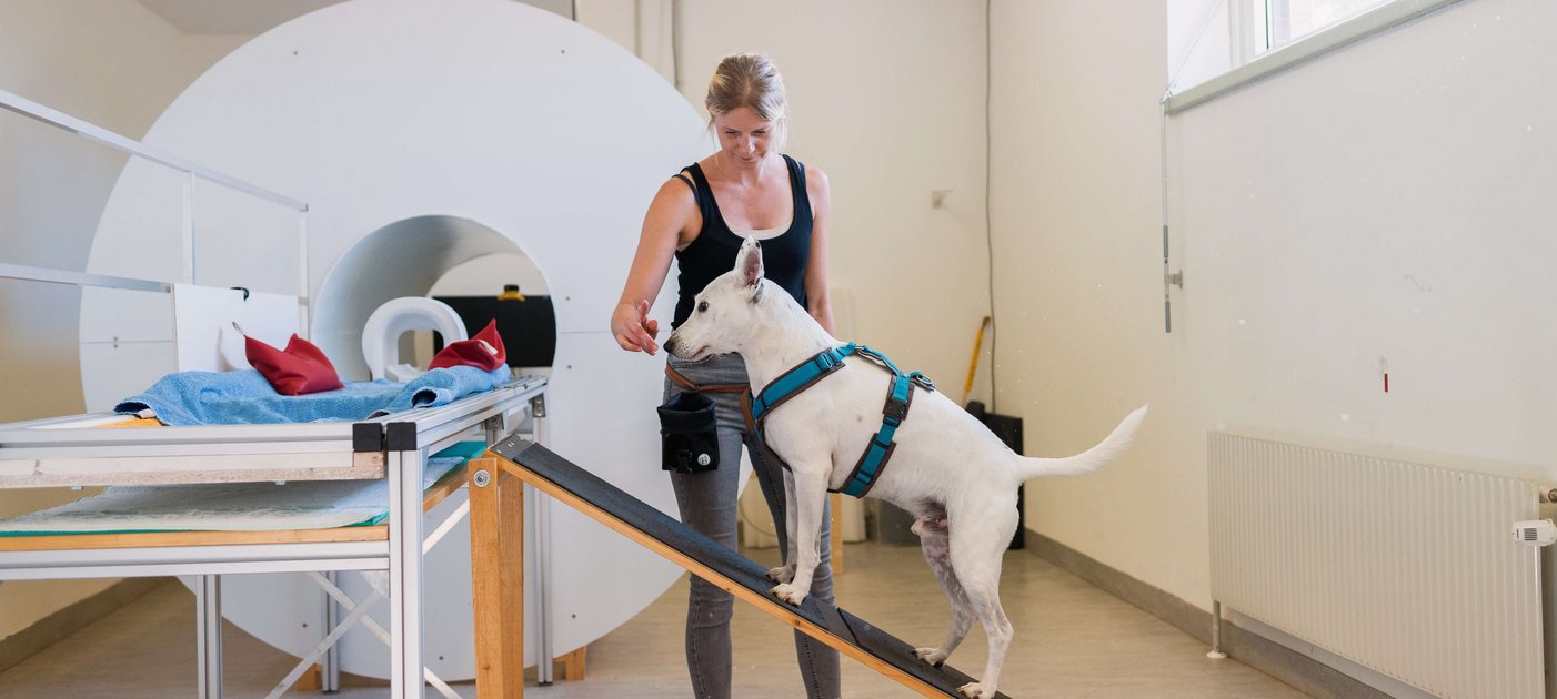 A dog is standing on a ramp, behind it the dog trainer who is just rewarding the dog with treats.