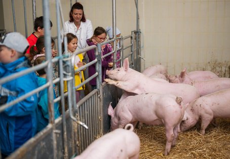 Kinder besuchen die Schweineklinik