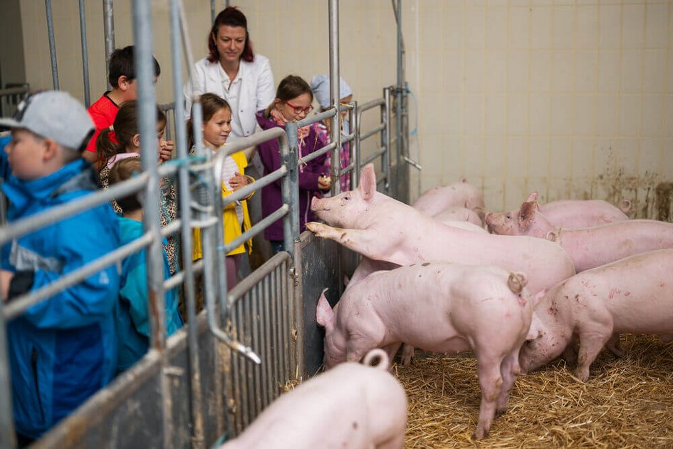 Kinder besuchen die Schweineklinik