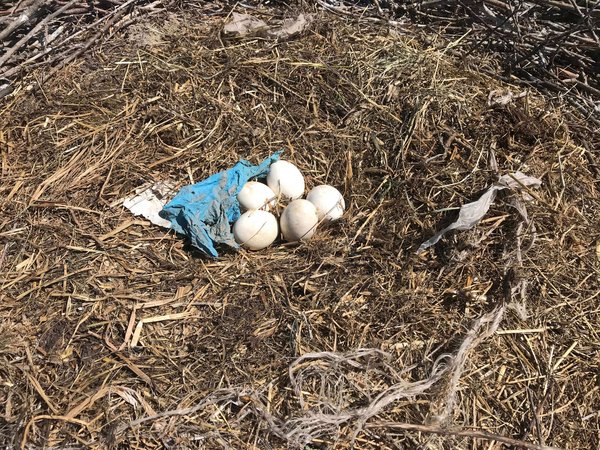 Anthropogenes Nestmaterial und Eier im Storchennest - Foto Marcin Tobolka
