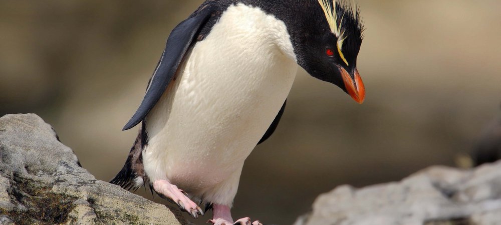 Felsenpinguin