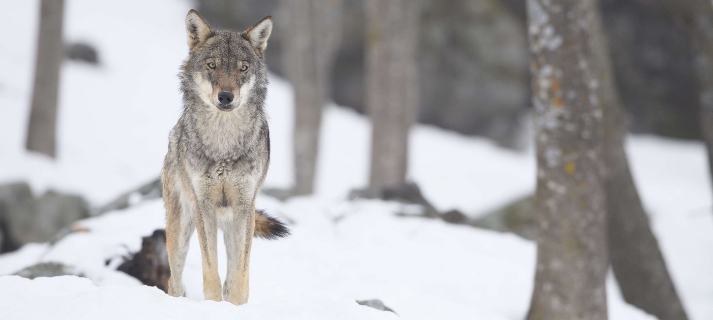 Italienischer Wolf im verschneiten Wald/Italian Wolf in the snowy woods