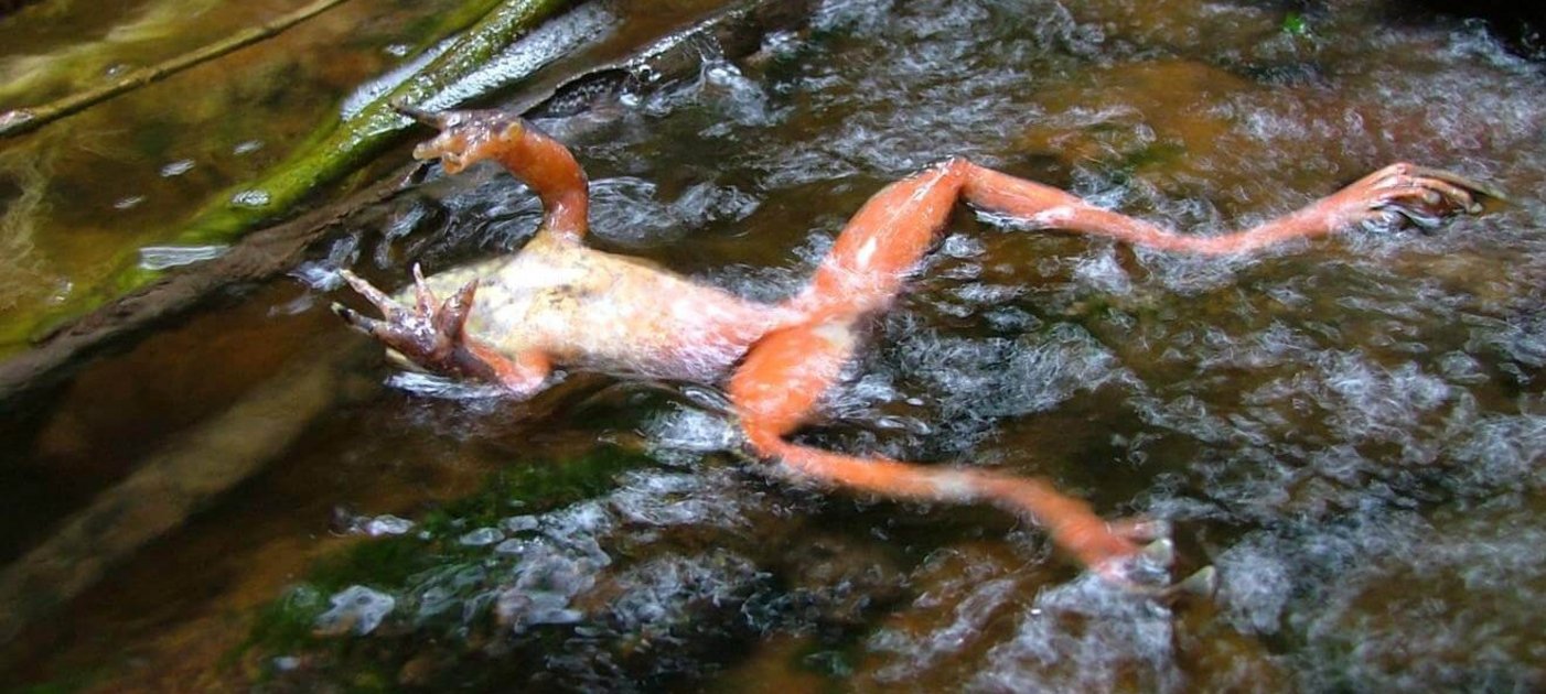 Toter Frosch im Wasser/dead frog in the water