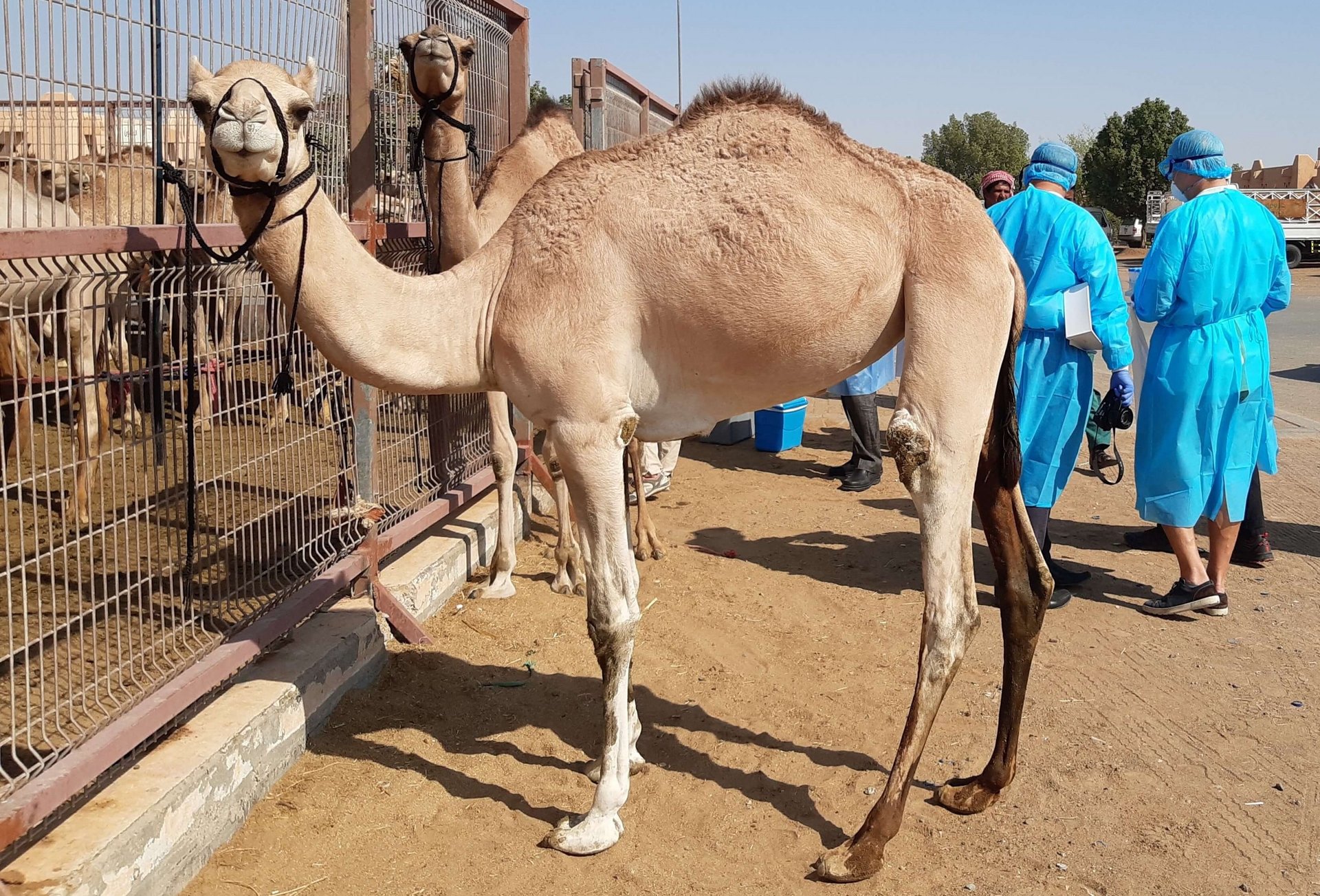 Dromedaries during the sampling procedure