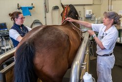 Pferd wird f&uuml;r EKG vorbereitet