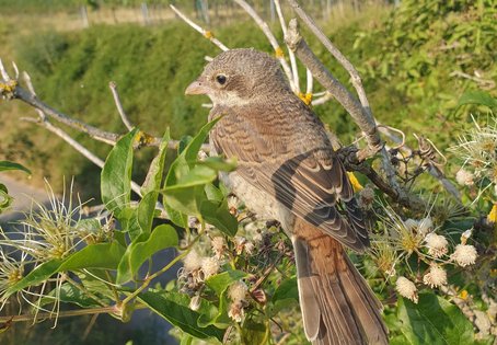 Neuntöter in einem Weingarten