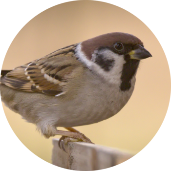 Tree Sparrow © hedera.baltica/flickr.com, CC BY-SA2.0