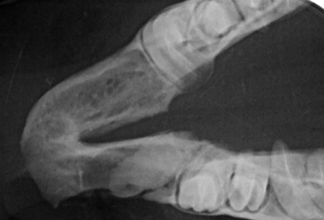 Infektionen: Hier wurde bei einem Kaninchen der Rest eines Schneidezahns im Unterkiefer entfernt, der immer wieder zu Eiterungen geführt hat. Auf dem Röntgenbild ist noch der problematische Schneidezahnrest zu sehen... Foto: Vetmeduni