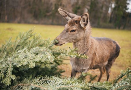 Hirschkuh mit Christbaum