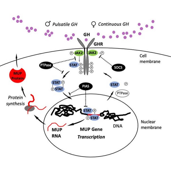 Graph about MUP Gene expression