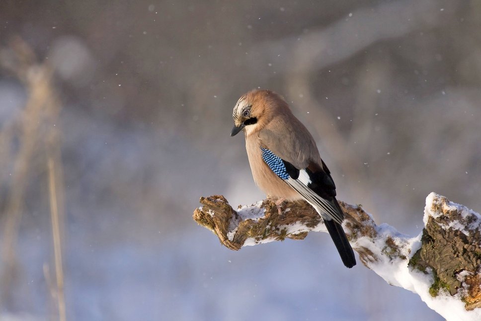 Eichelhäher auf Ast im Winter