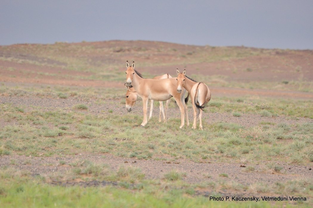 Photo of khulan in the SE Gobi