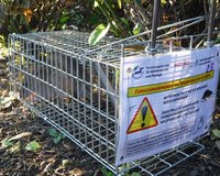 Photo of a rat trap