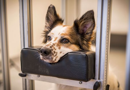 Foto: Rooobert Bayer/Vetmeduni