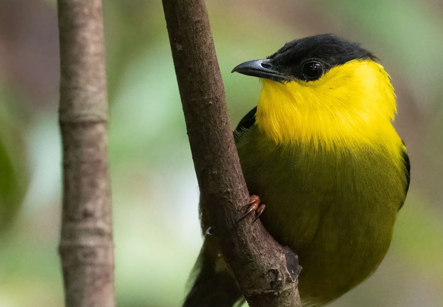 Manakin with yellow breast and green belly on a branch