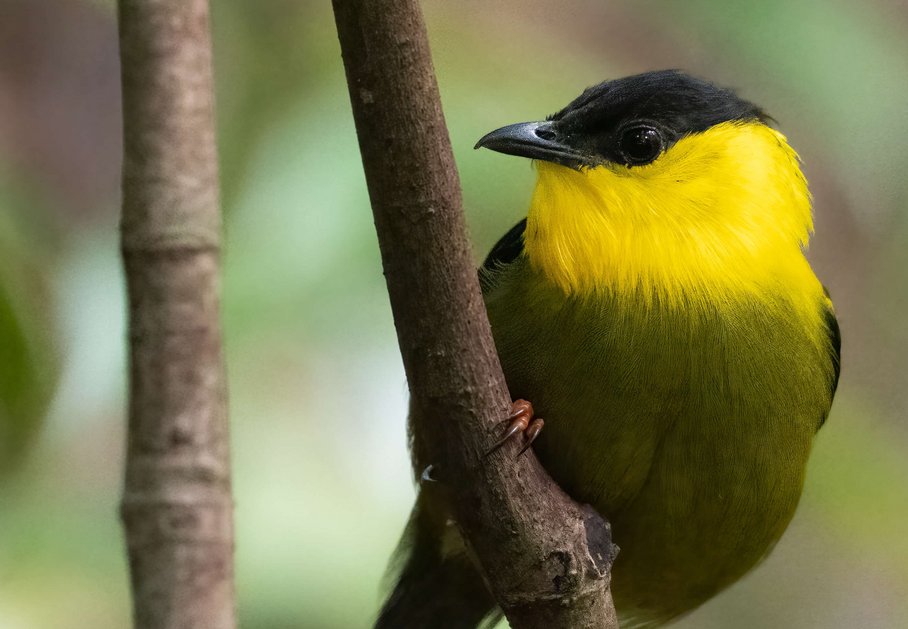 Manakin mit gelber Brust und grünem Bauch auf einem Ast