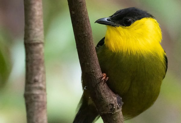 Manakin mit gelber Brust und grünem Bauch auf einem Ast