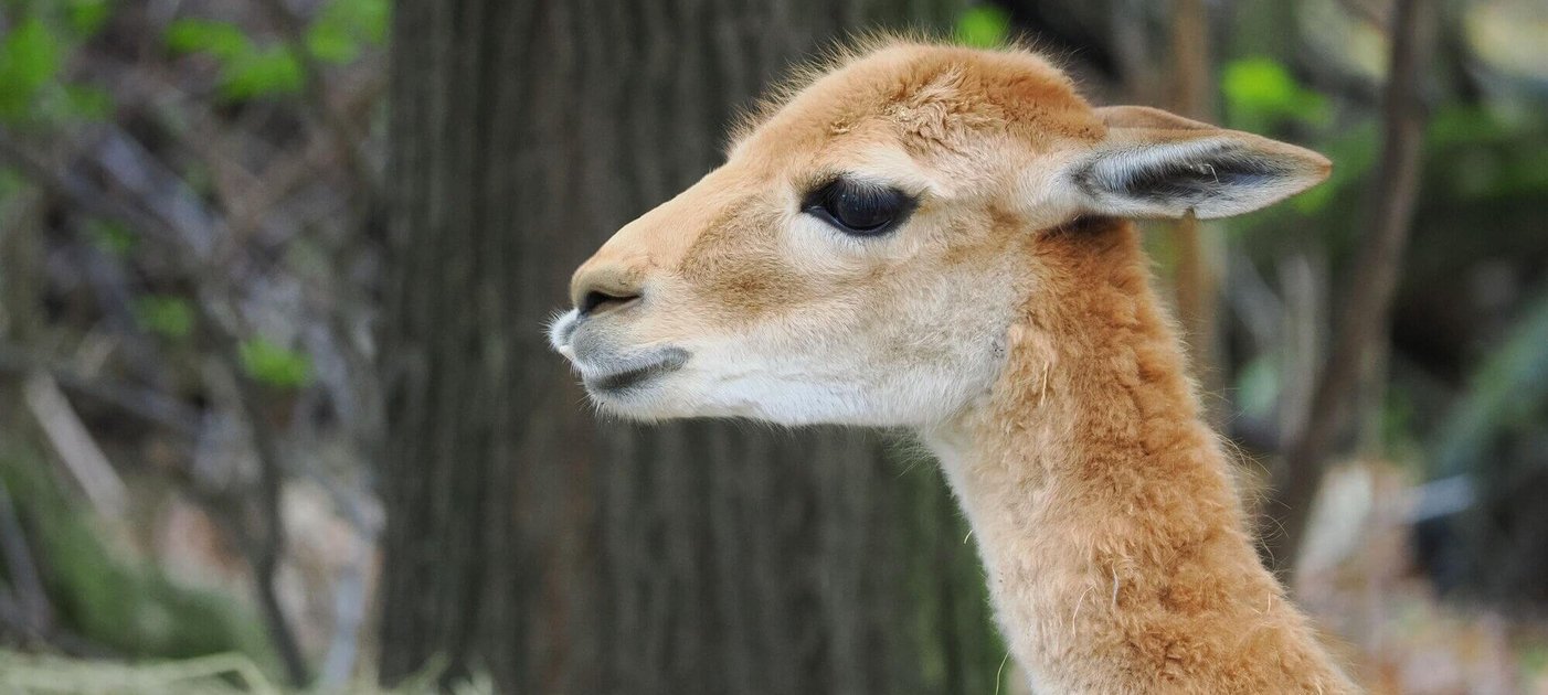 Neueweltkamelide, Foto: Michael Bernkopf