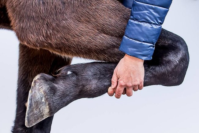 Lameness examination in horses