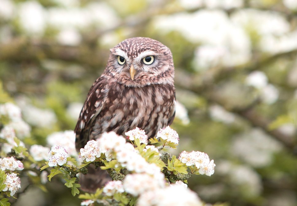 Little owl