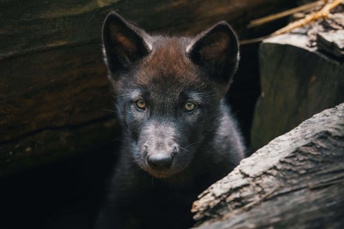 Welpe Ayana, Foto: Thomas Suchanek/Vetmeduni