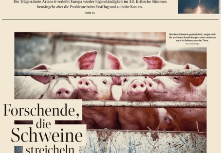Screenshot Der Standard Forschende, die Schweine streicheln