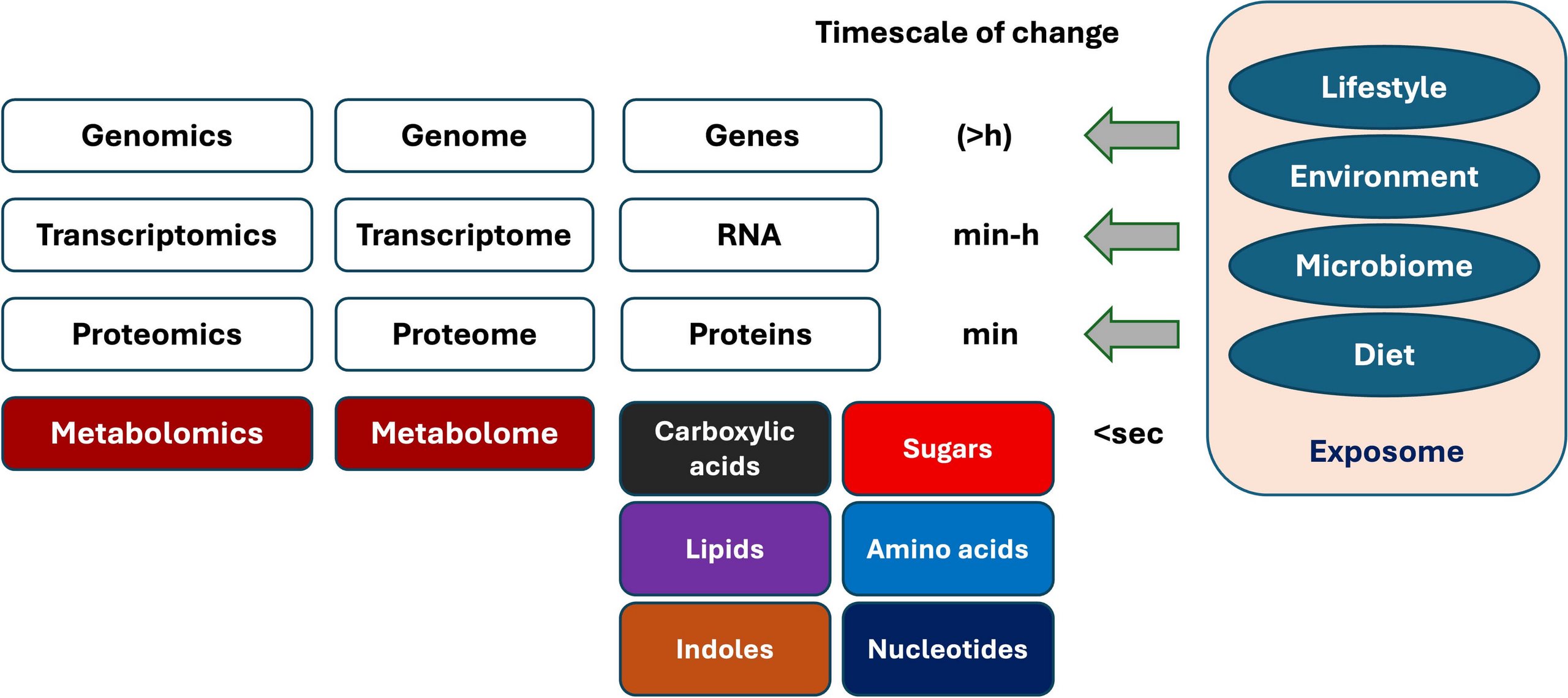 Infographic titled “Timescale of change” showing four omics layers on the left, specific molecule classes in the center, and the “Exposome” on the right. From top to bottom: • Row 1: “Genomics,” “Genome,” “Genes”; a right-pointing arrow labeled > h (more than hours). • Row 2: “Transcriptomics,” “Transcriptome,” “RNA”; arrow labeled “min–h” (minutes to hours). • Row 3: “Proteomics,” “Proteome,” “Proteins”; arrow labeled “min” (minutes). • Row 4: “Metabolomics,” “Metabolome”; to the right are six colored boxes for molecule classes: “Carboxylic acids,” “Sugars,” “Lipids,” “Amino acids,” “Indoles,” “Nucleotides.” Beside this row: < sec (less than seconds). On the far right, a large, rounded panel labeled “Exposome” contains four horizontal ovals from top to bottom: “Lifestyle,” “Environment,” “Microbiome,” and “Diet.” The graphic conveys that changes occur slowest at the genomic level > h and fastest at the metabolite level (< sec), while external exposome factors (lifestyle, environment, microbiome, diet) influence these biological layers.