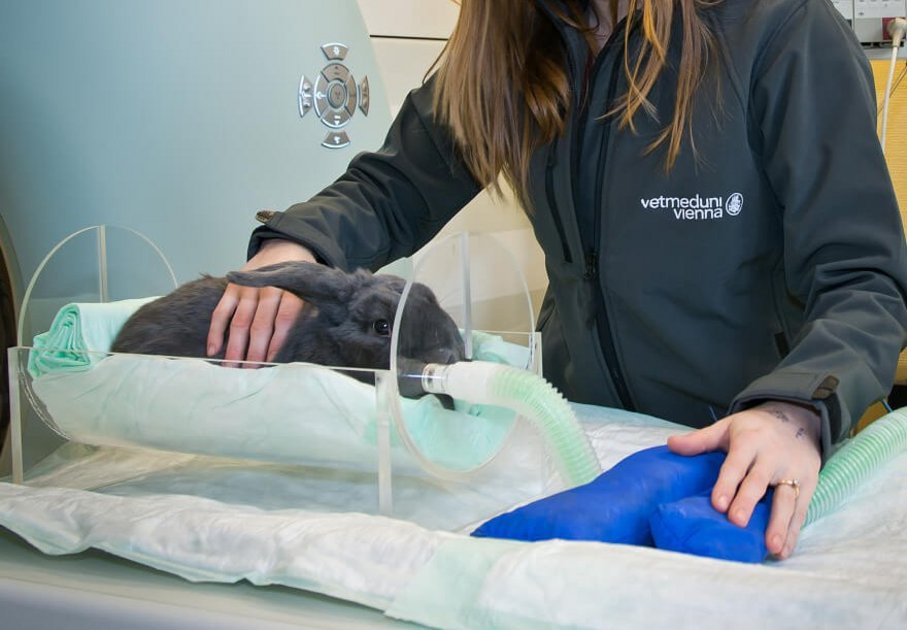 Foto: Michael Bernkopf/Vetmeduni
