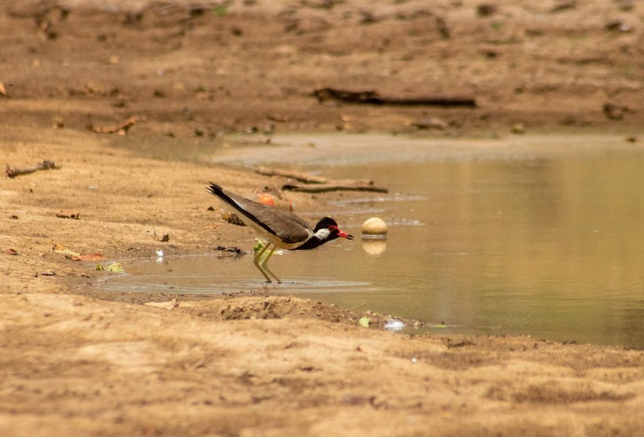 Bird standing in water in dry area