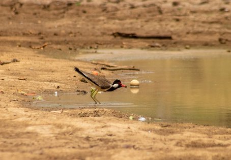 Bird standing in water in dry area