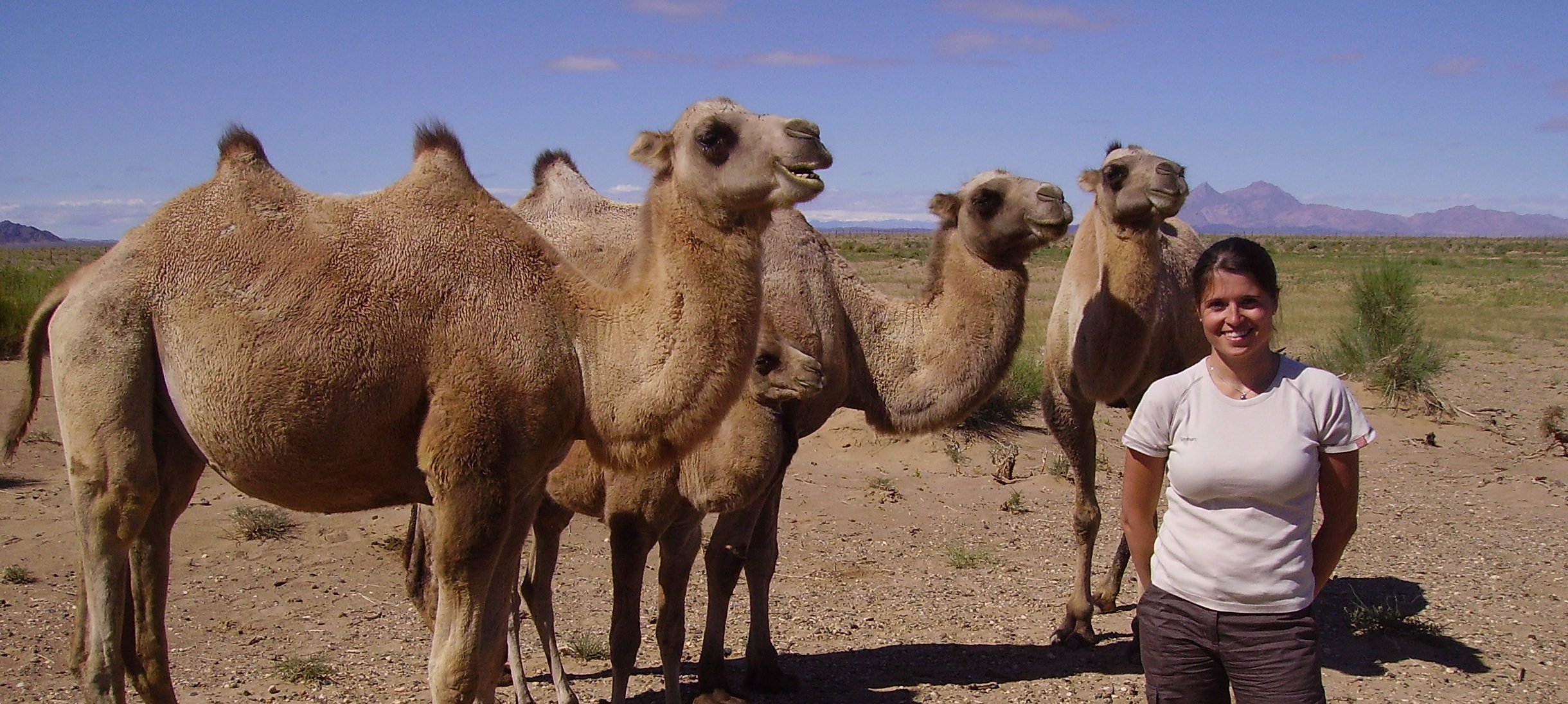 Photo of P Charruau with camels