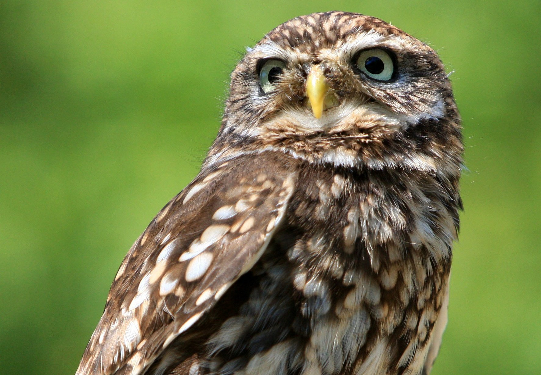 Little owl