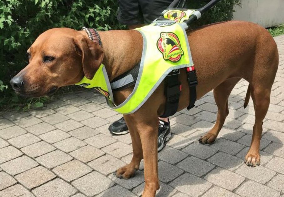 Blindenführhund "Pauli"