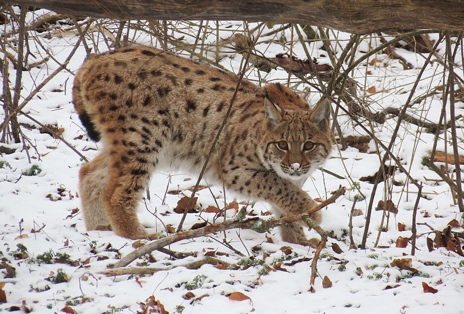 Luchsmännchen Janus in Winterlandschaft