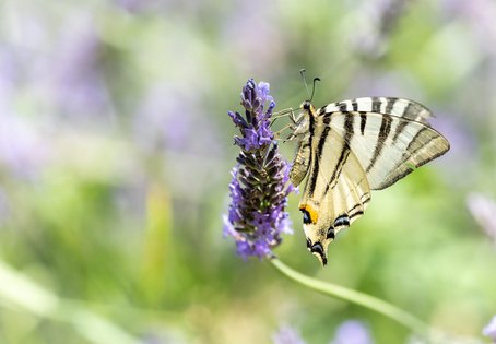 Weiblicher Segelfalter (Iphiclides podalirius)