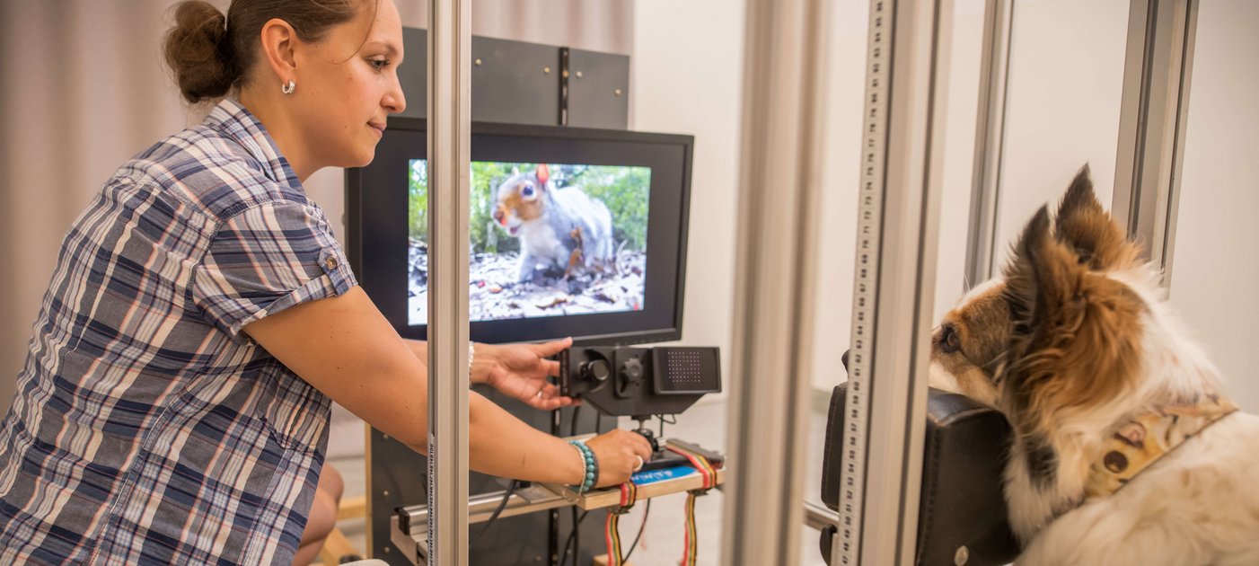 Ein Hund sitzt mit dem Kopf auf einer Kinnstütze während die Forscherin die Einstellung der Kamera des Eye-trackers kontrolliert.