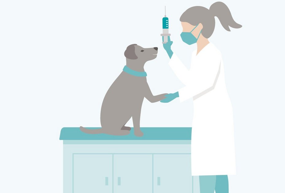 Impfungen beim Hund – Keine Pflicht, jedoch dringend empfohlen. Illustration: Matthias Moser/Vetmeduni Vienna