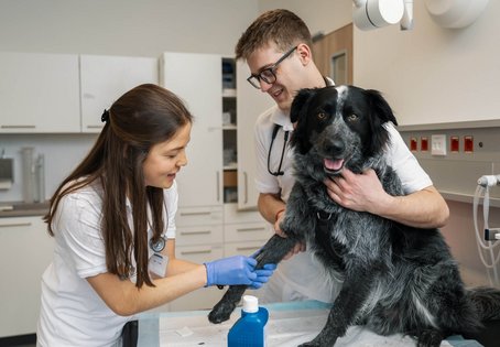 Viola Son und Patrick Dengg nehmen bei einem Hund Blut ab. Foto: Thomas Suchanek/Vetmeduni