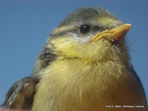 Foto einer Blaumeise