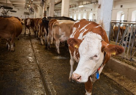 Kühe haben einen anderen Wohlfühlbereich als Menschen. Temperatur und Luftfeuchtigkeit zusammen können sich als Hitzestress auswirken. Foto: Thomas Suchanek/Vetmeduni