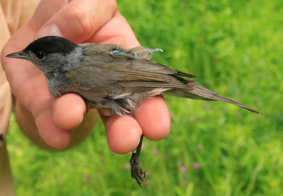 The migration of Austrian blackcaps decoded