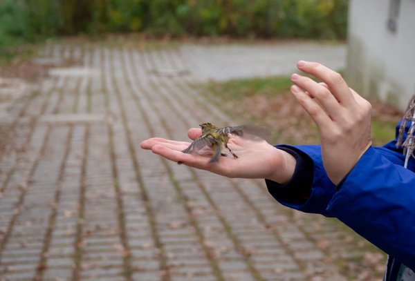 Little bird on hand being released into the wild