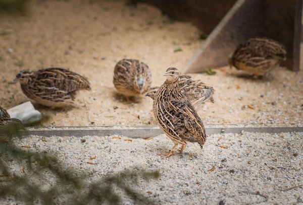 Wachteln am KLIVV/quails at KLIVV