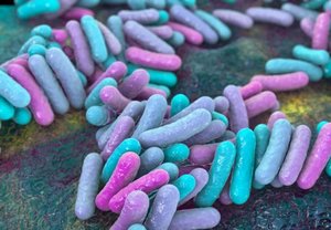 Bakterien, Foto: Shutterstock