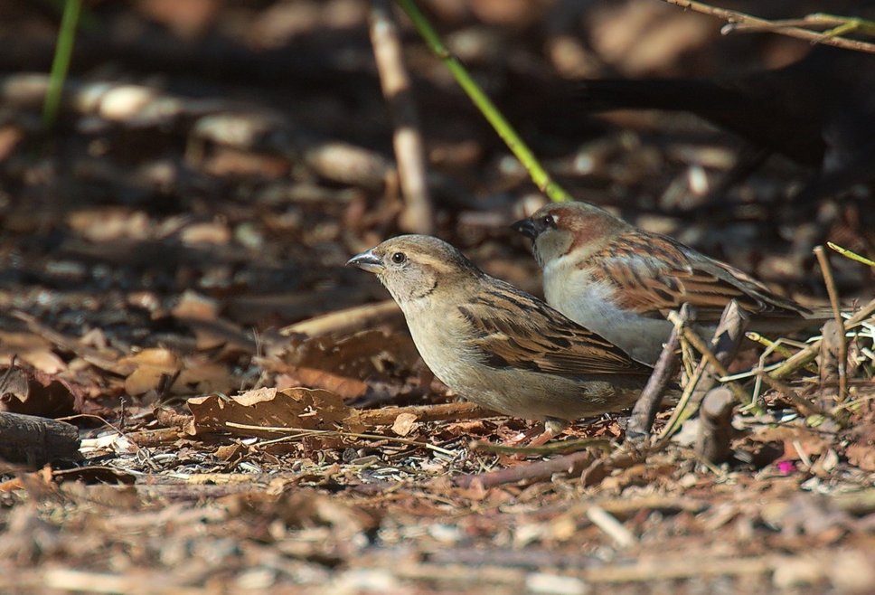 Haussperling (Passer domesticus) englisch: House Sparrow; vorne Weibchen, hinten Männchen (Foto Stefan Berndtsson/ flickr.com, CC BY-SA 2.0)