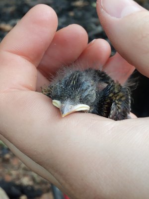 Nestling